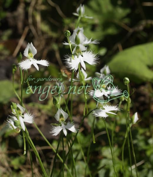 園芸ネット本店｜サギソウ（鷺草）：銀河3.5号鉢植え tt様専 サギソウ